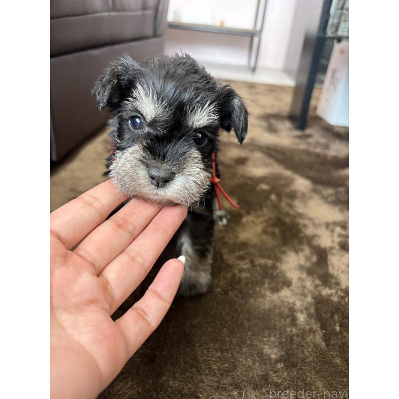 成約済の滋賀県のミニチュアシュナウザー-439513の6枚目