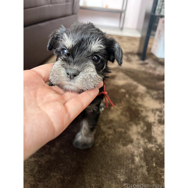 成約済の滋賀県のミニチュアシュナウザー-439513の5枚目