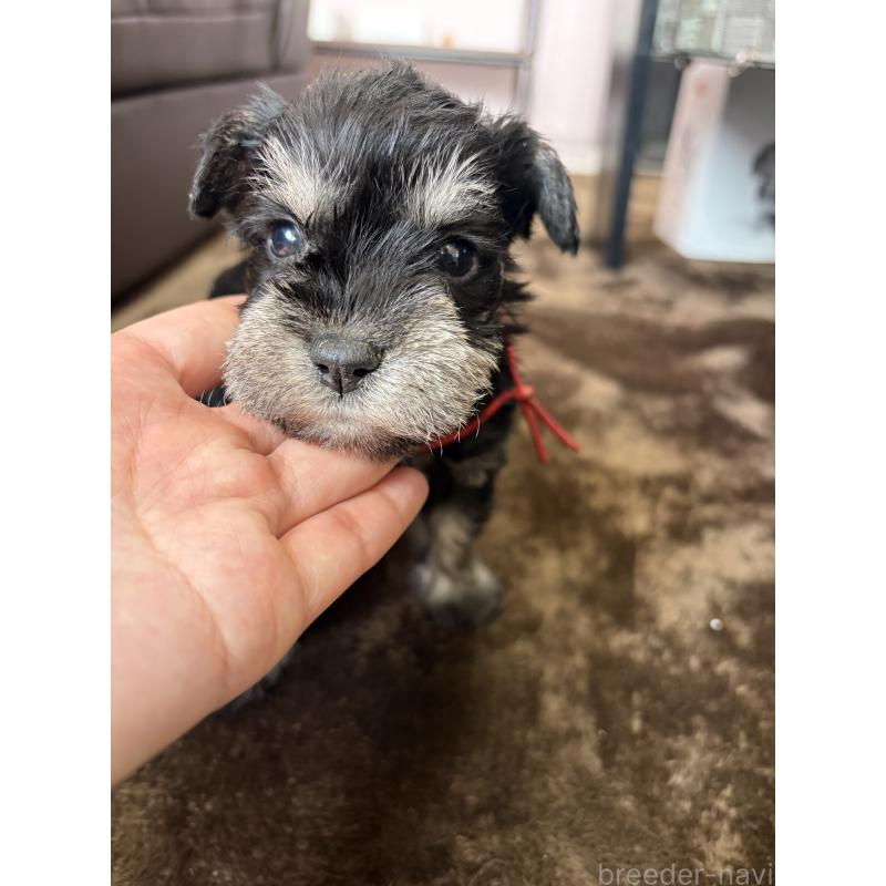 成約済の滋賀県のミニチュアシュナウザー-439513の4枚目