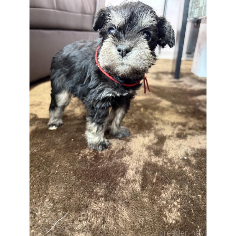 成約済の滋賀県のミニチュアシュナウザー-439513の3枚目