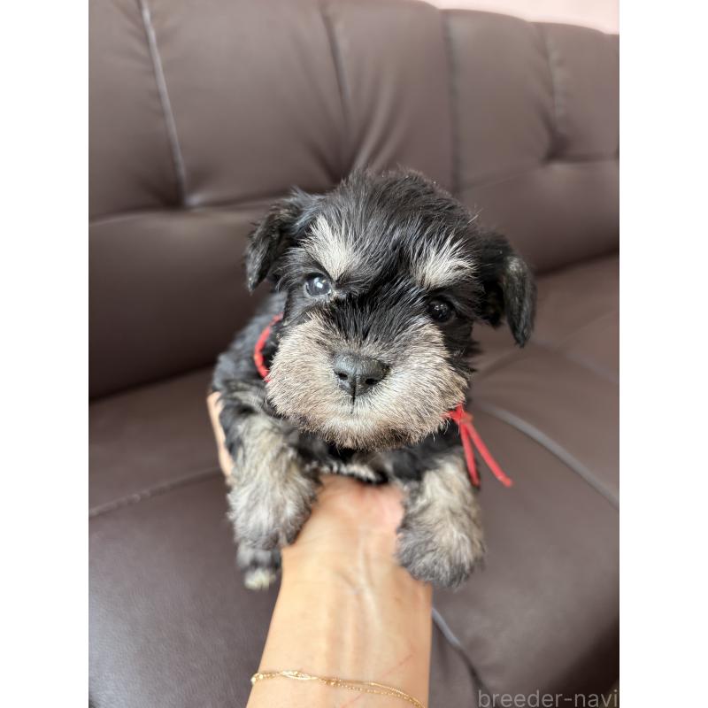 成約済の滋賀県のミニチュアシュナウザー-439513の2枚目