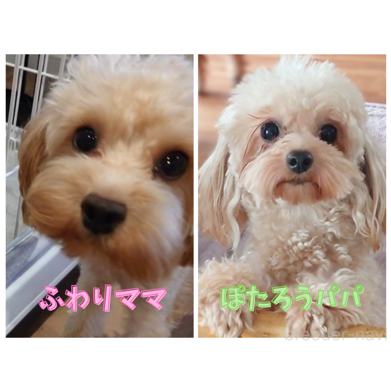 成約済の北海道のポメプー:ポメラニアン×トイプードル-413381の3枚目