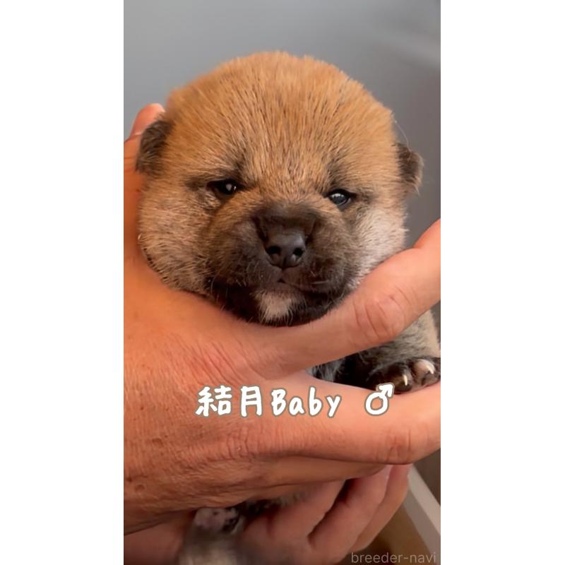 成約済の岐阜県の柴犬-441184の6枚目