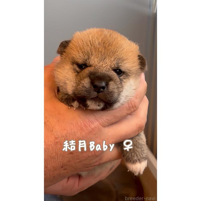 成約済の岐阜県の柴犬-441254の8枚目