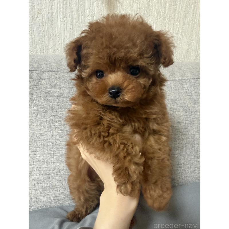 成約済の香川県のティーカッププードル-442093の6枚目