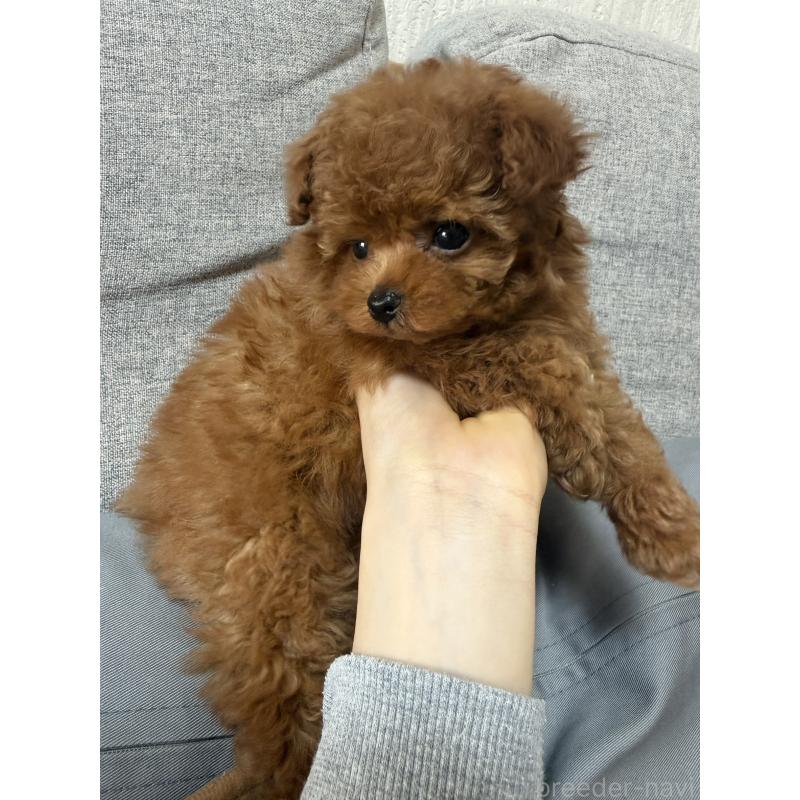 成約済の香川県のティーカッププードル-442093の5枚目