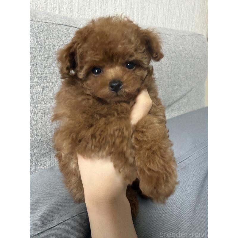 成約済の香川県のティーカッププードル-442093の3枚目