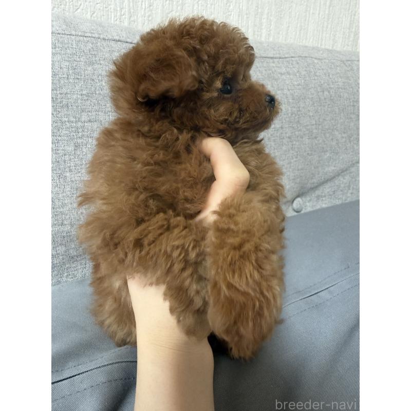 成約済の香川県のティーカッププードル-442093の2枚目