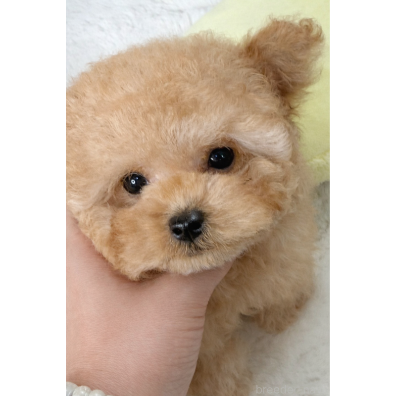 成約済の大阪府のティーカッププードル-439885の5枚目