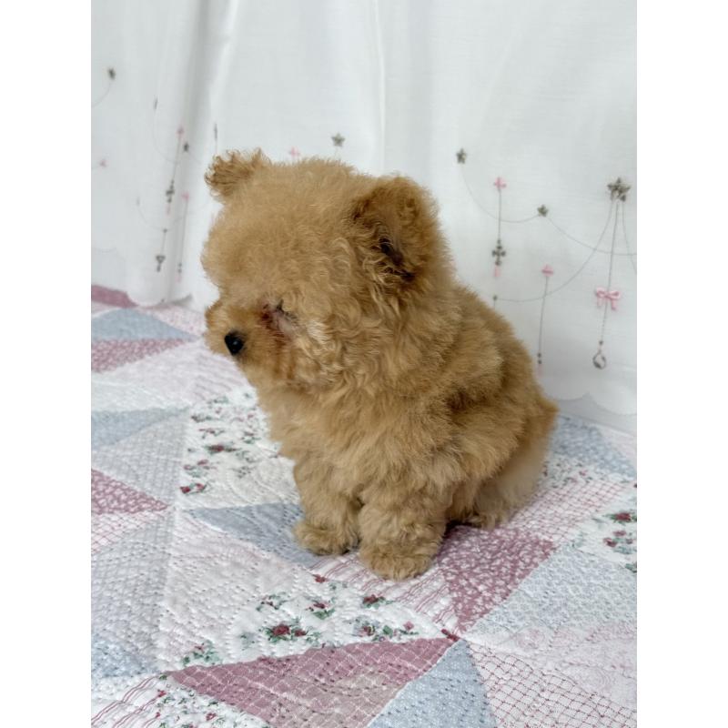 成約済の大阪府のティーカッププードル-439885の4枚目