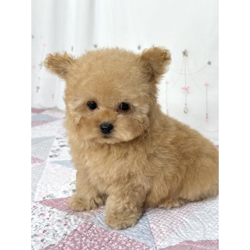 成約済の大阪府のティーカッププードル-439885の3枚目