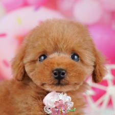 ♀︎タイニープードル