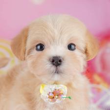 ♀︎マルプー:マルチーズ×トイプードル