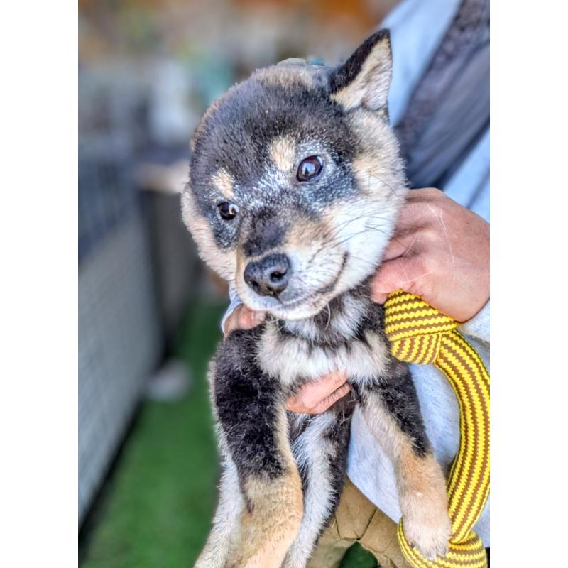 販売中の千葉県の柴犬-423085の3枚目