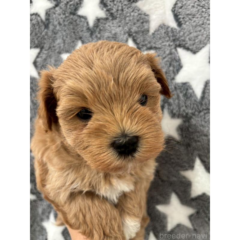 成約済の大阪府のマルプー:マルチーズ×トイプードル-437647の2枚目