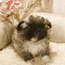 ♀︎ペキニーズ