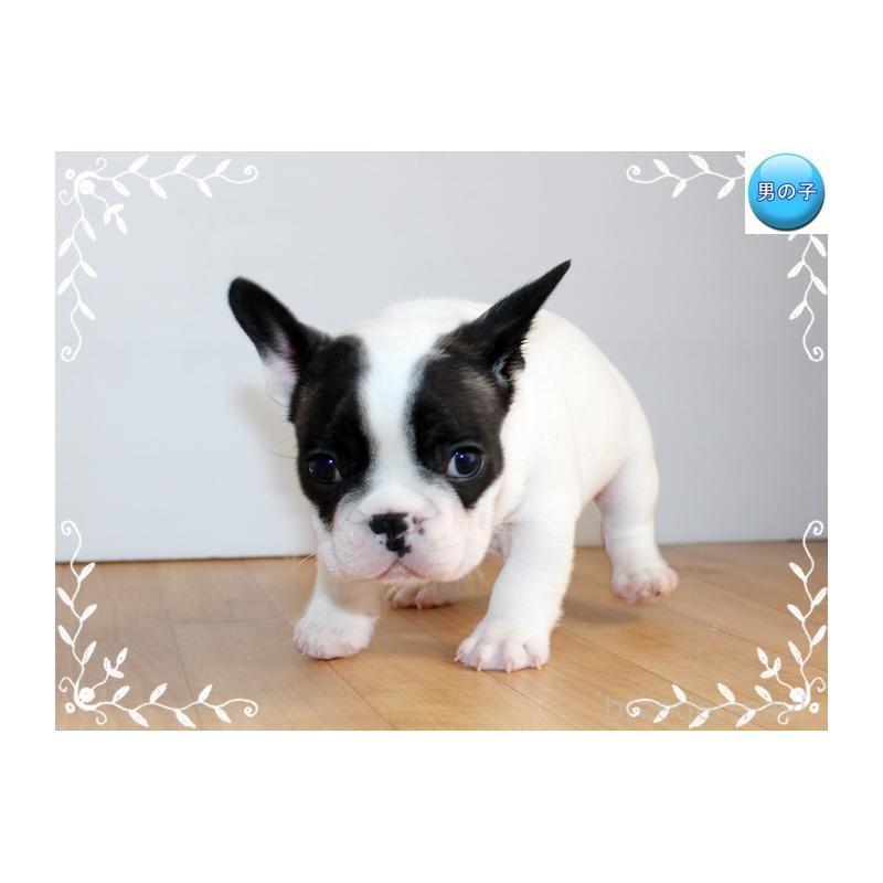 成約済の神奈川県のフレンチブルドッグ-441540の4枚目