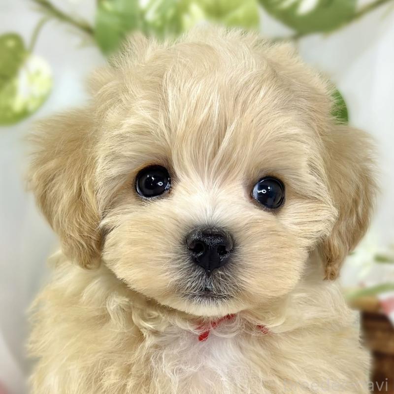 ♂︎マルプー:マルチーズ×トイプードル