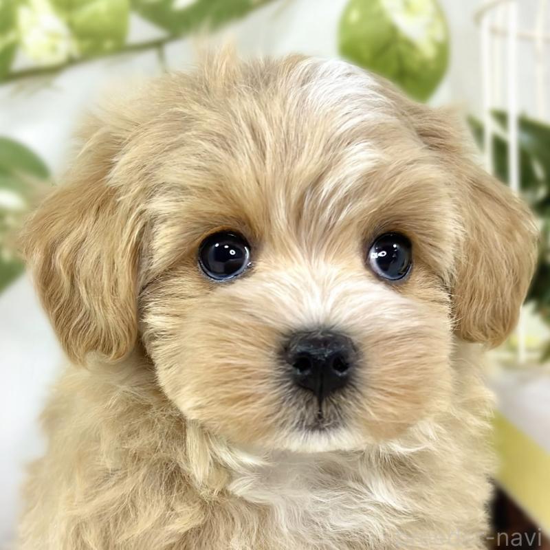 ♀︎マルプー:マルチーズ×トイプードル