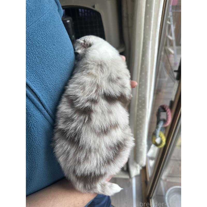 成約済の茨城県のボーダーコリー-438359の2枚目