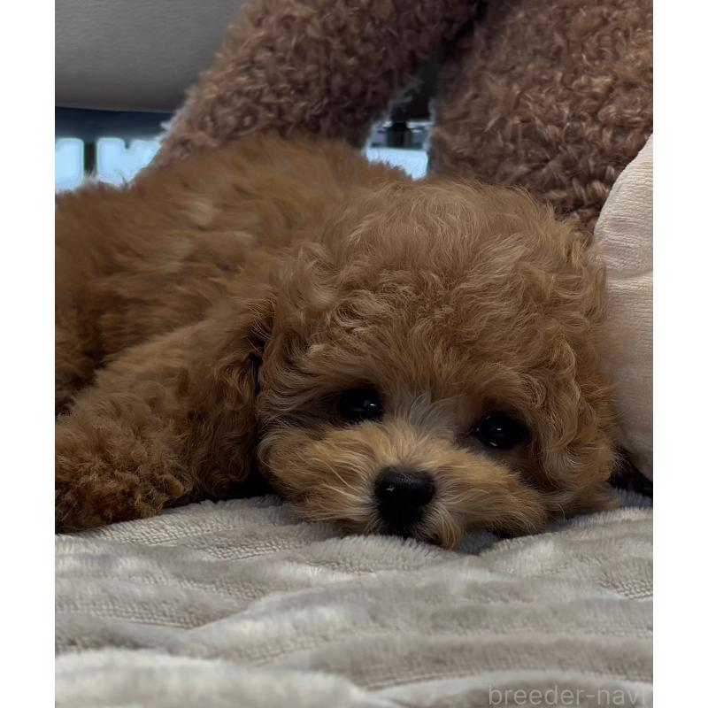 犬舎紹介の愛知県の犬舎紹介-3703の3枚目