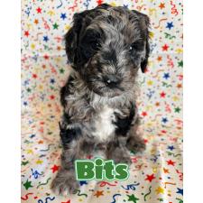 ♀︎バーニードゥードル:バーニーズ×スタンダードプードル