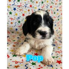 ♀︎バーニードゥードル:バーニーズ×スタンダードプードル