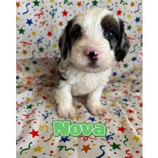 ♀︎バーニードゥードル:バーニーズ×スタンダードプードル