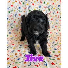 ♀︎バーニードゥードル:バーニーズ×スタンダードプードル