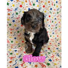 ♀︎バーニードゥードル:バーニーズ×スタンダードプードル