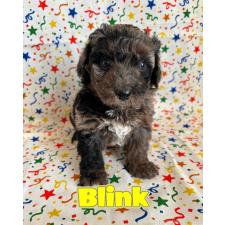 ♀︎バーニードゥードル:バーニーズ×スタンダードプードル