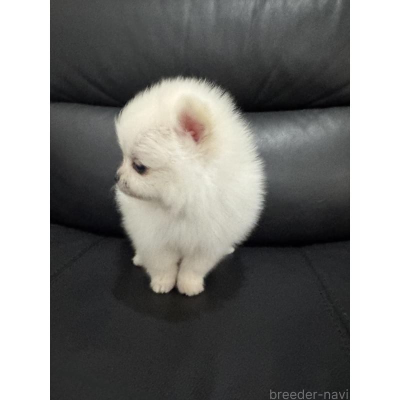 成約済の埼玉県のポメラニアン-439416の2枚目