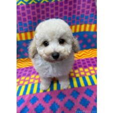 ♀︎タイニープードル