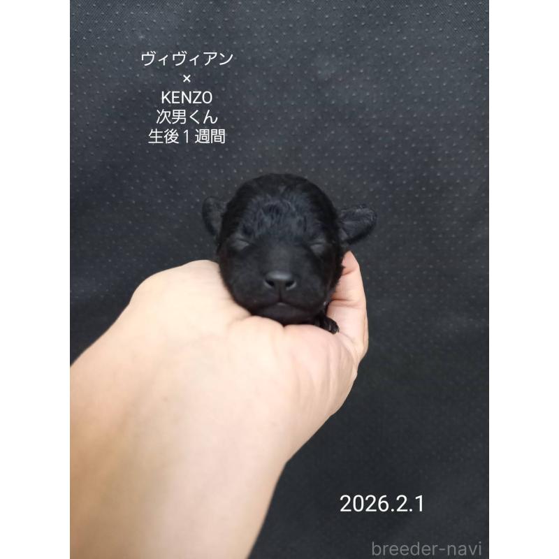 成約済の大阪府のタイニープードル-441606の4枚目