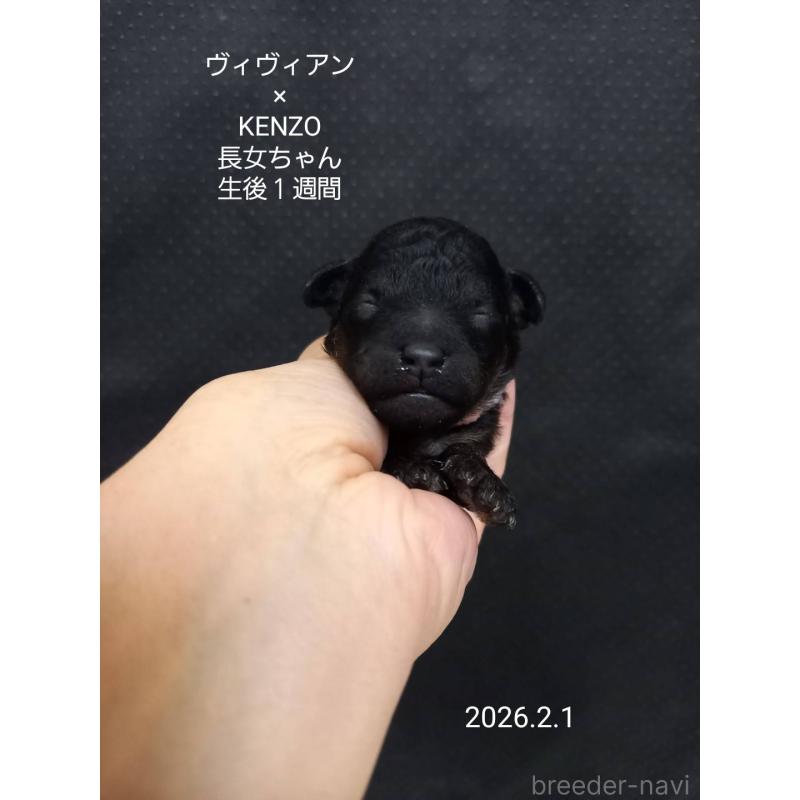 販売中の大阪府のタイニープードル-441599の6枚目