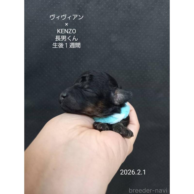 成約済の大阪府のタイニープードル-441598の5枚目