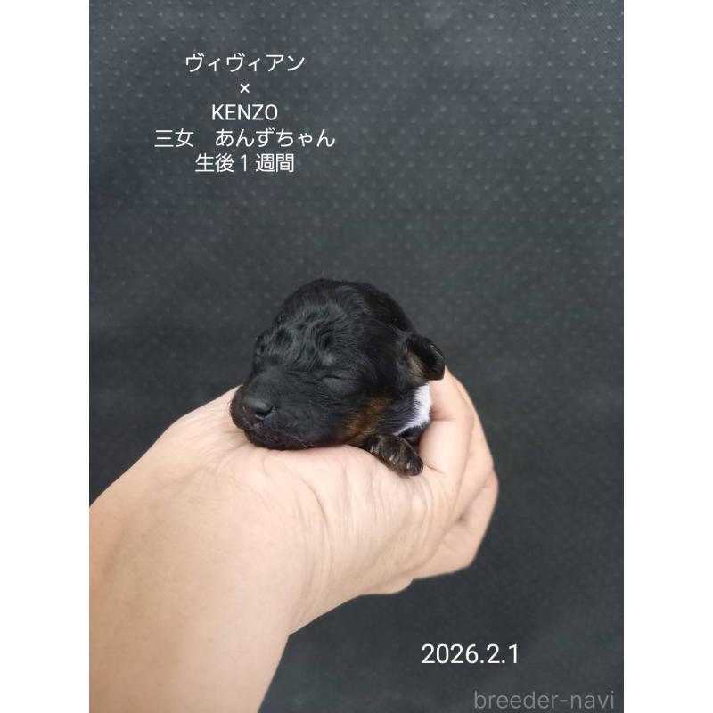 成約済の大阪府のタイニープードル-441607の2枚目