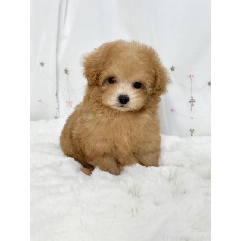 成約済の大阪府のティーカッププードル-441972の3枚目