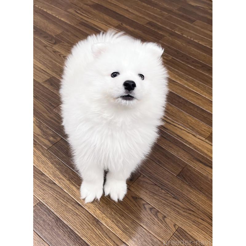 成約済の東京都のサモエド-441529の10枚目