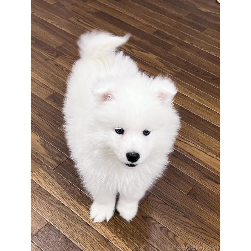 成約済の東京都のサモエド-441529の9枚目