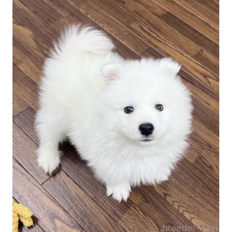 成約済の東京都のサモエド-441529の8枚目