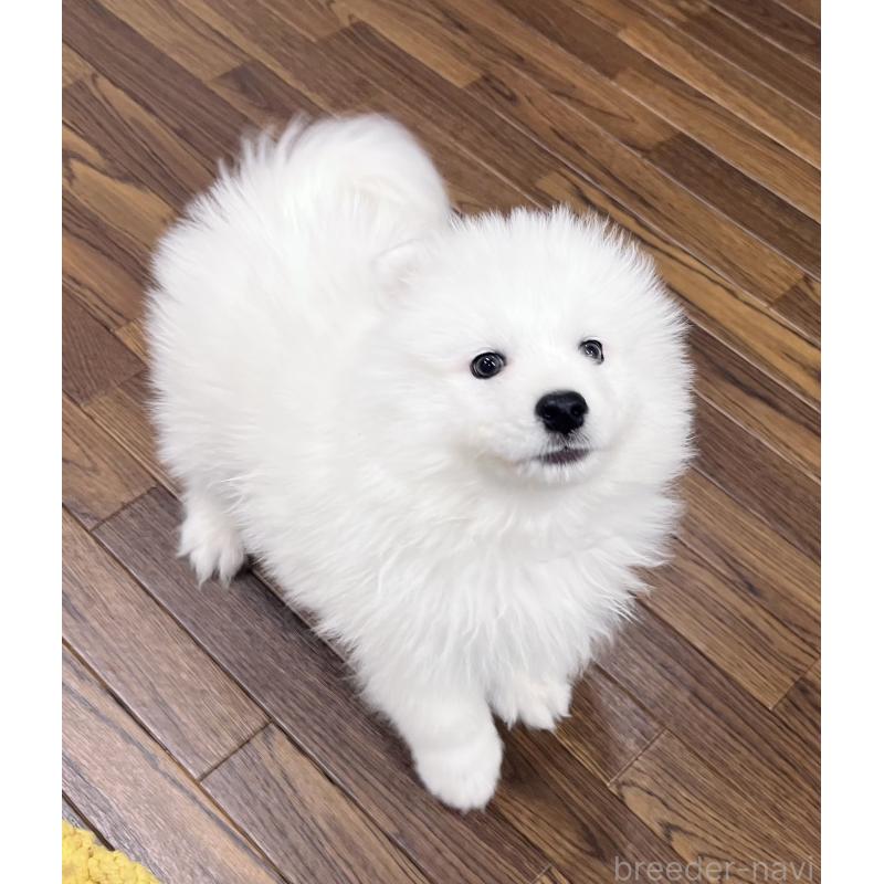 成約済の東京都のサモエド-441529の7枚目