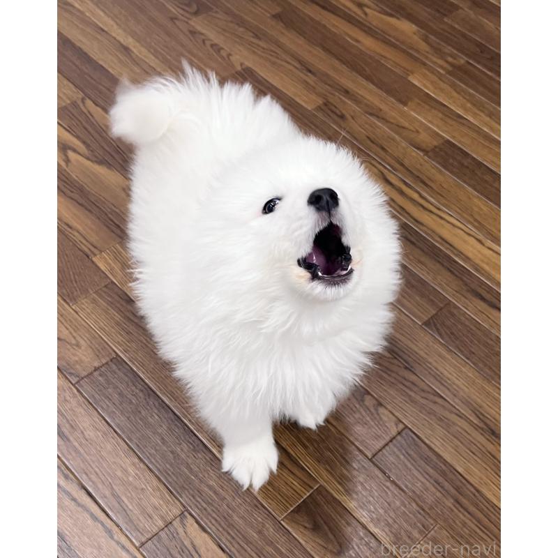 成約済の東京都のサモエド-441529の6枚目