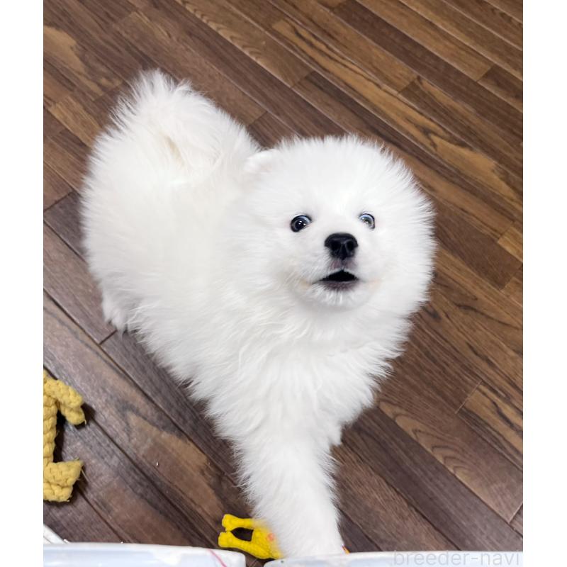 成約済の東京都のサモエド-441529の5枚目