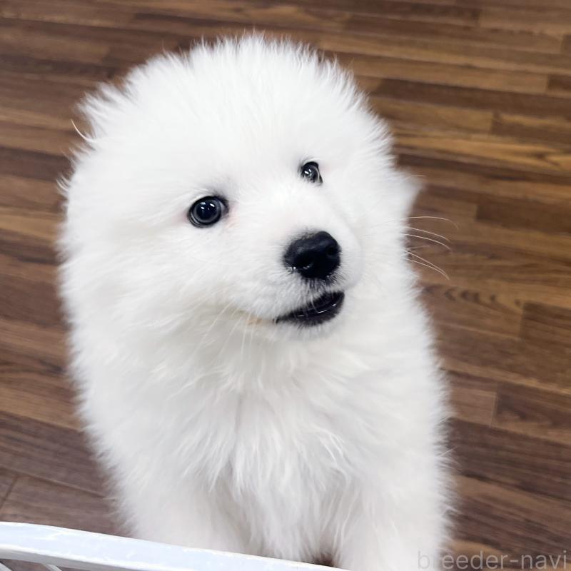 成約済の東京都のサモエド-441529の4枚目