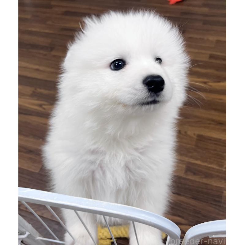 成約済の東京都のサモエド-441529の3枚目