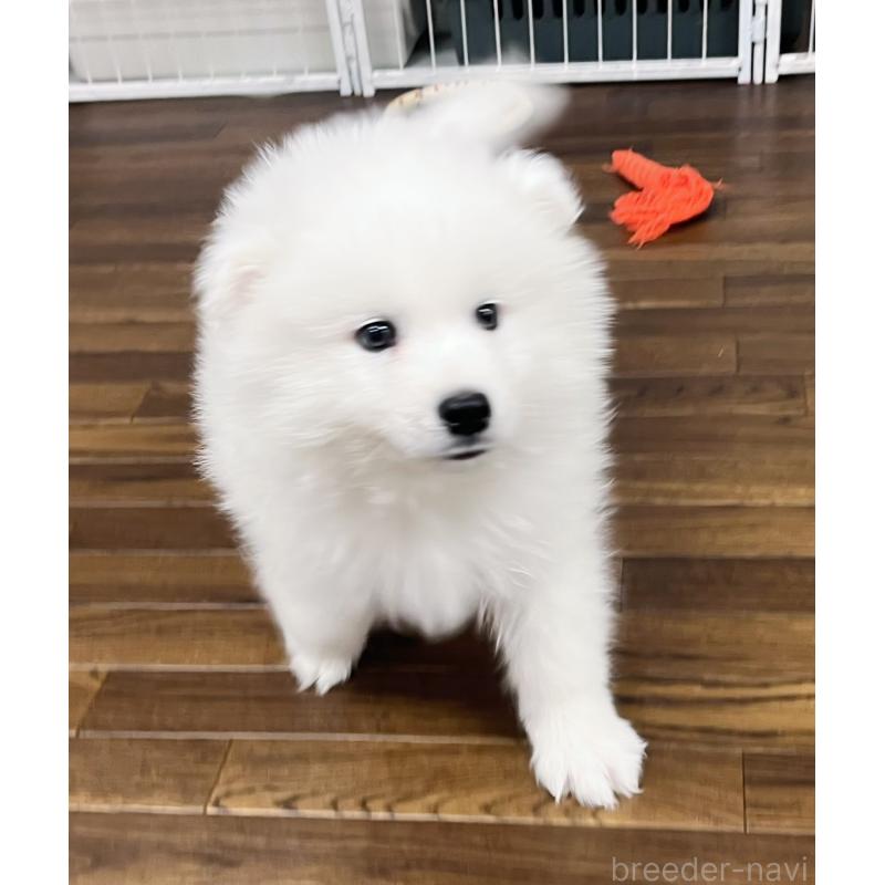 成約済の東京都のサモエド-441529の2枚目