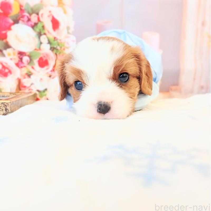 成約済の和歌山県のキャバリアキングチャールズスパニエル-441435の6枚目