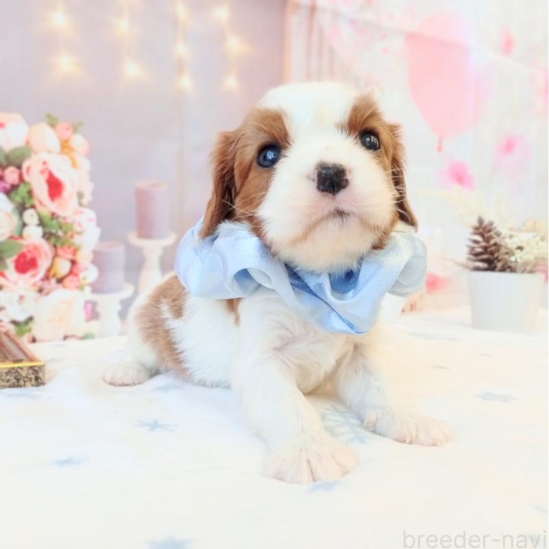 成約済の和歌山県のキャバリアキングチャールズスパニエル-441435の5枚目