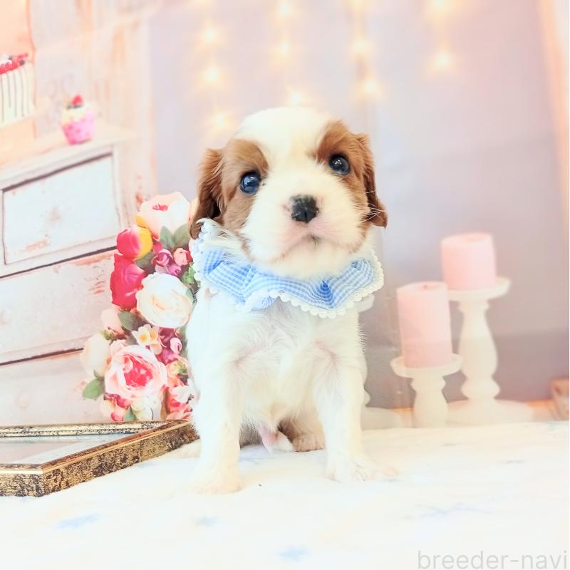 成約済の和歌山県のキャバリアキングチャールズスパニエル-441435の4枚目